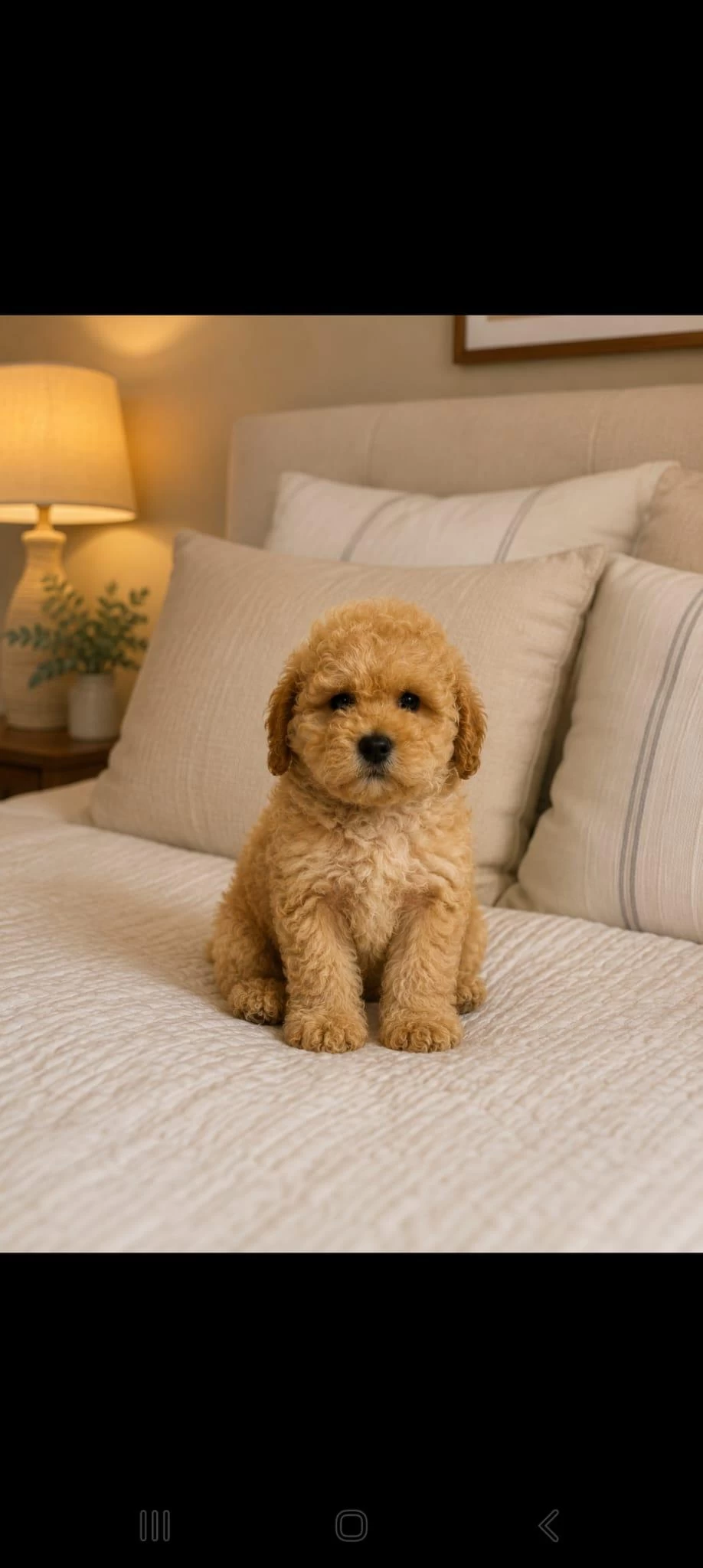 Muhteşem Poodle Minikler