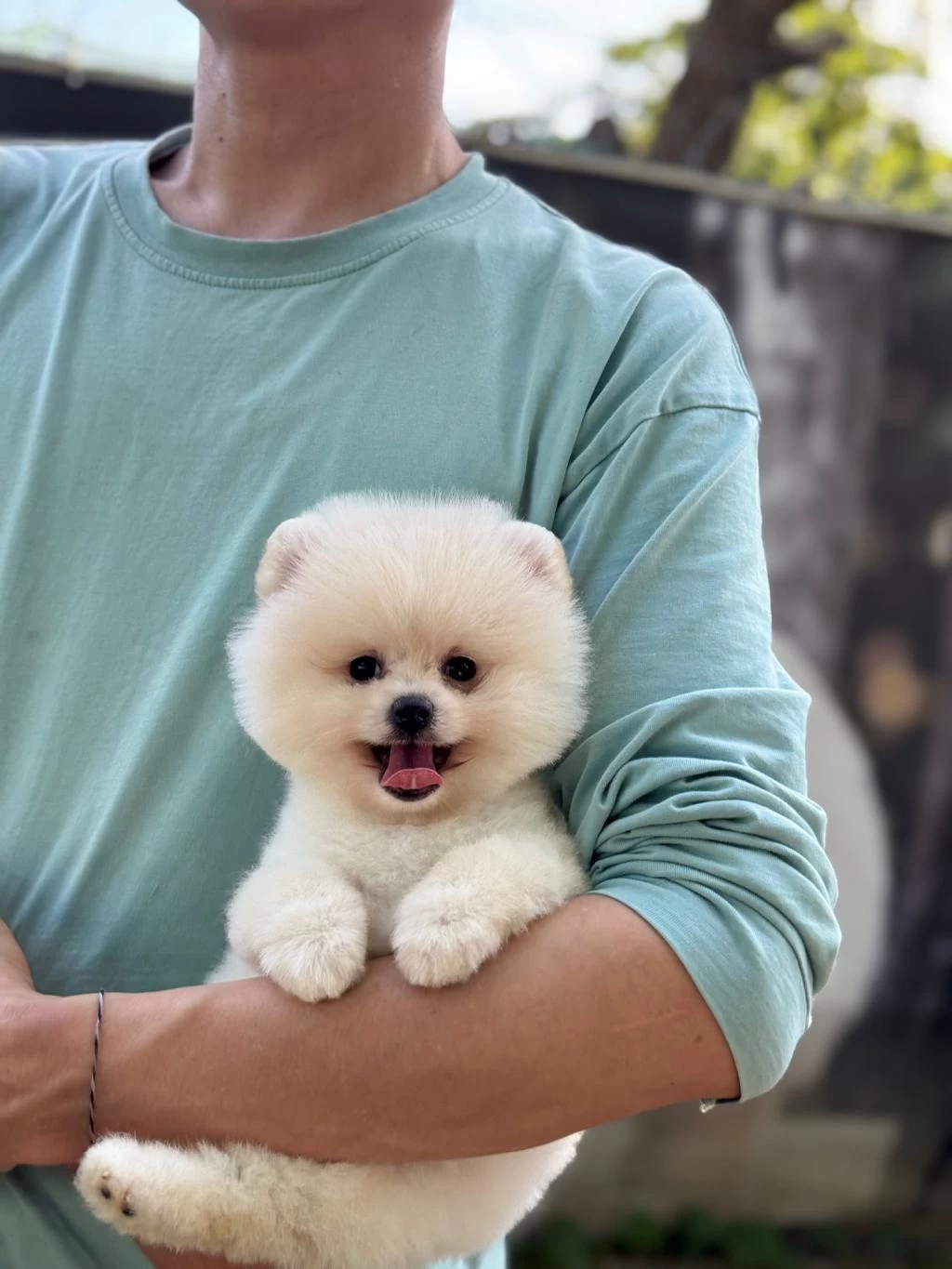 Harika Pomeranian Bebek