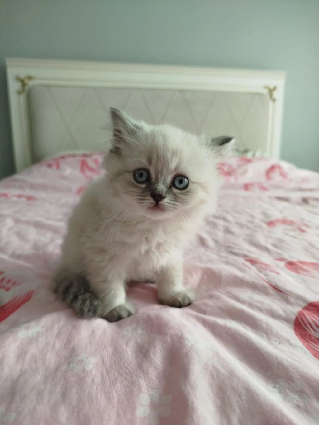 British Blue Point 2 Aylık