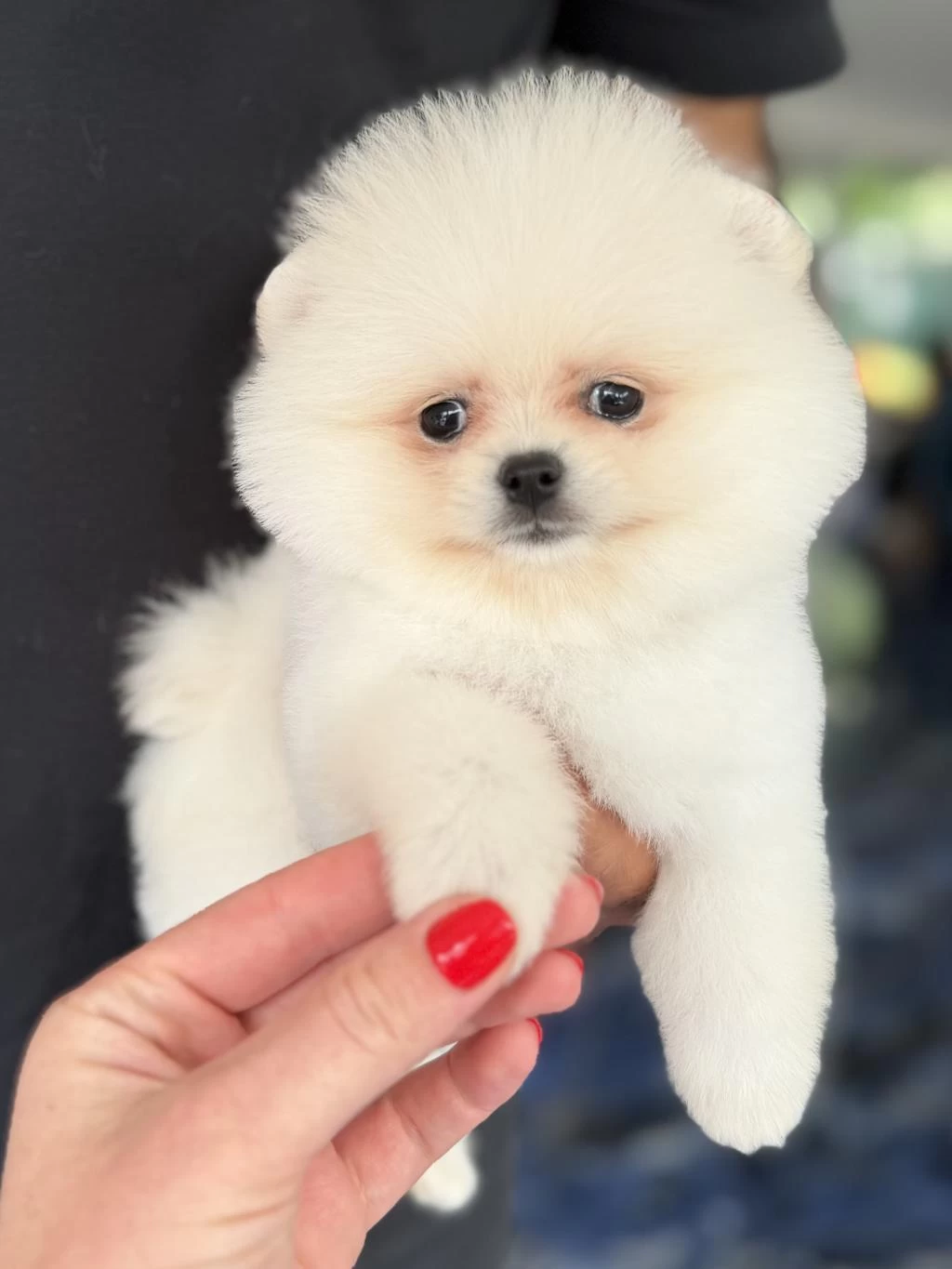 Biblo Dişi Karbeyaz Pomeranian Boo