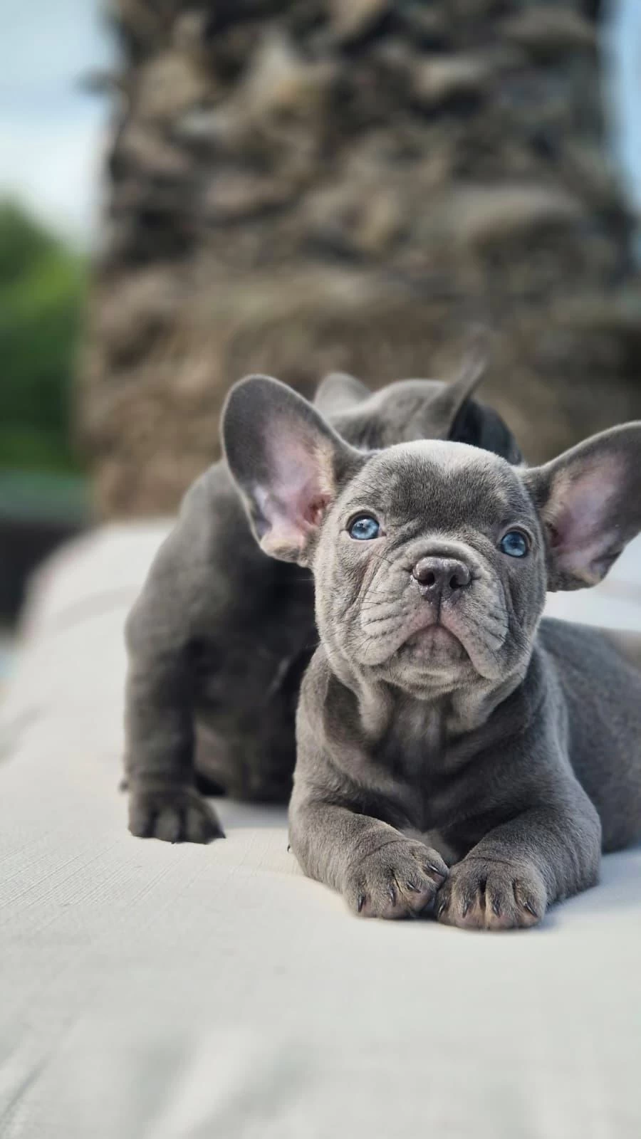 Blue French Bulldog Yavruları İstanbul