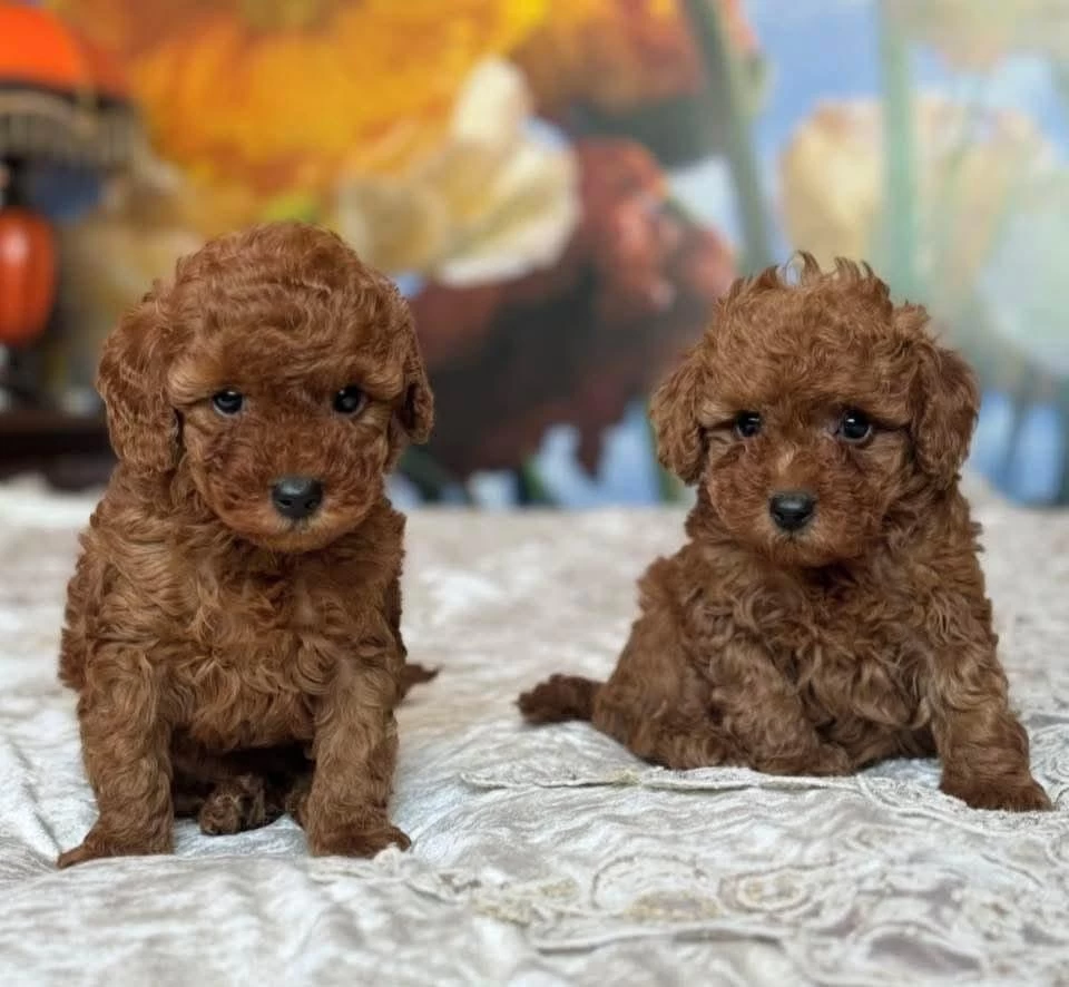 Toy Poodle Yavrularim
