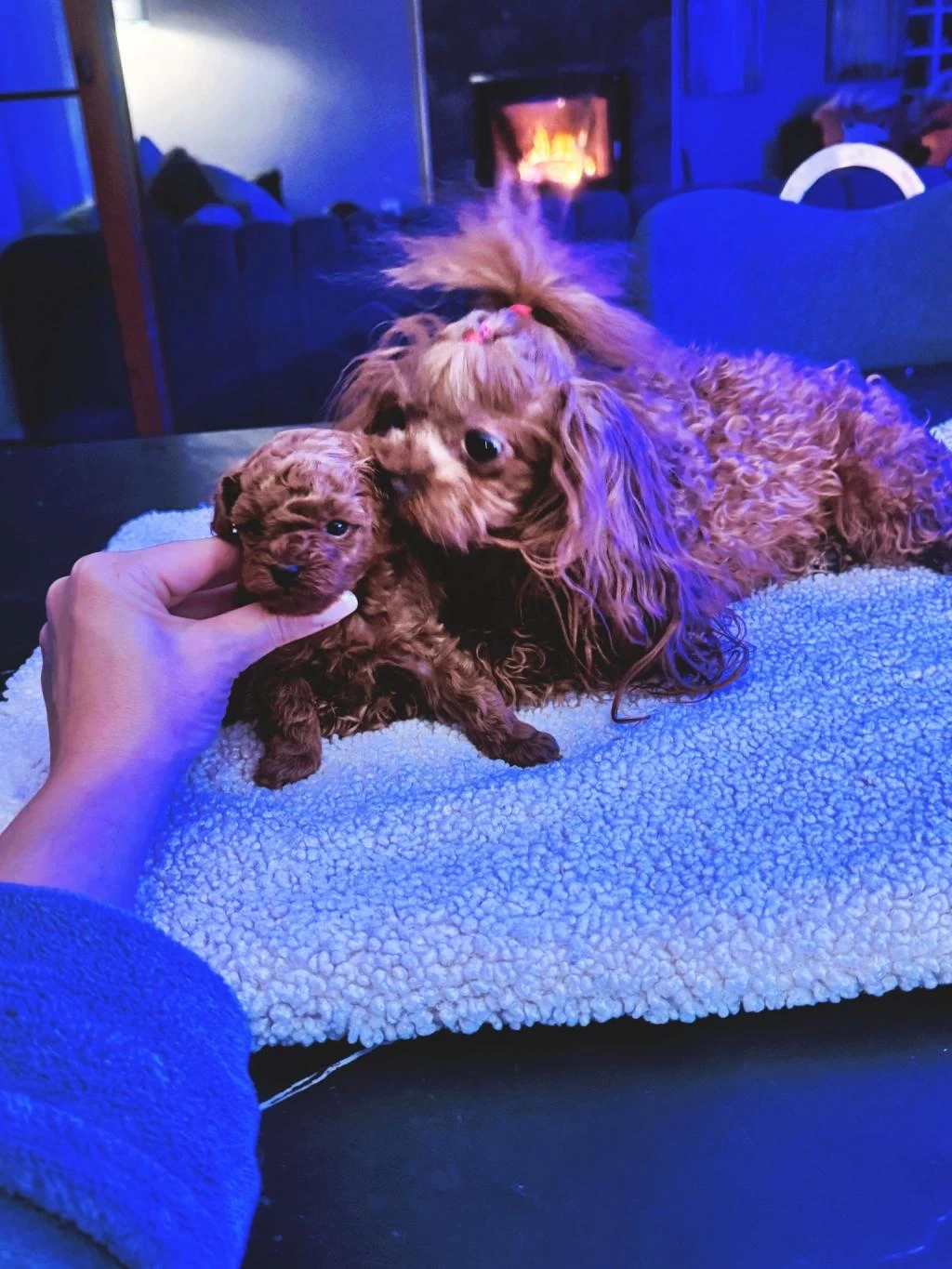Anne Ve Baba Yanından Safkan Micro Tea Cup Poodle