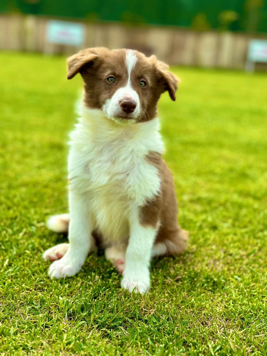 Border Collie Yavruları Aşıları Tam