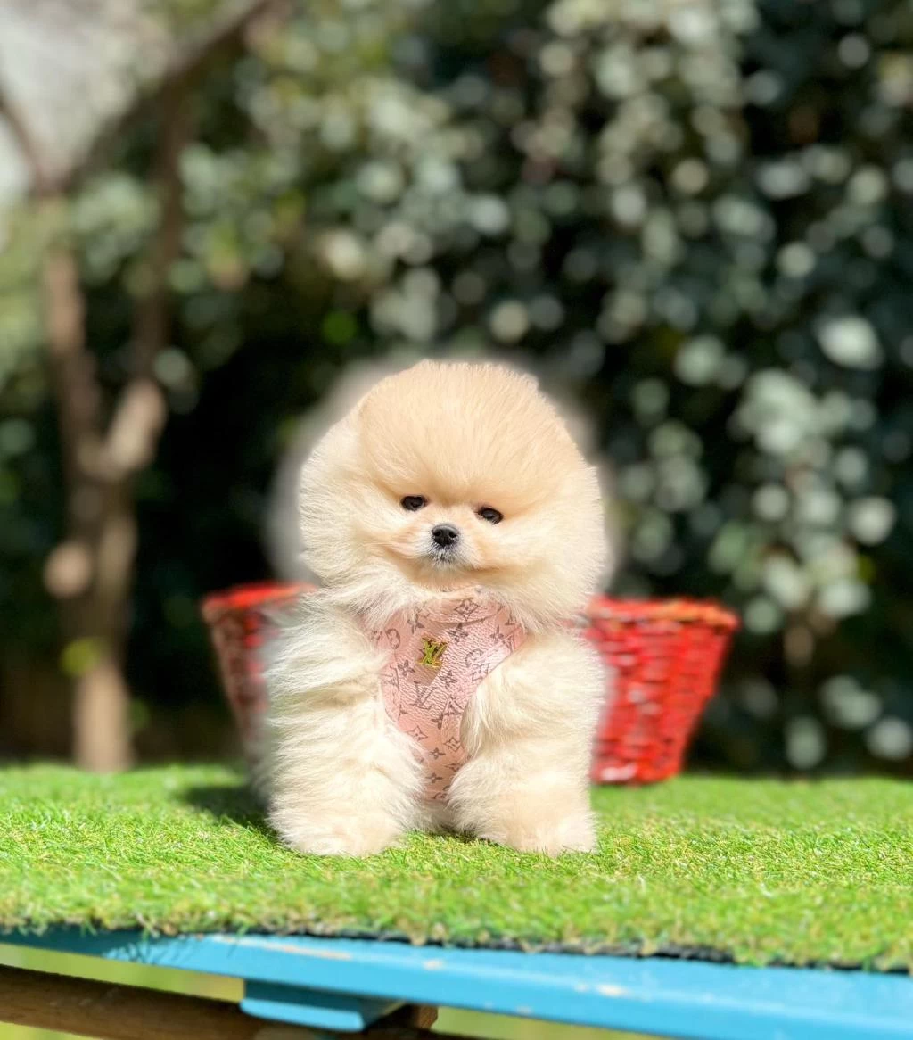 Safkan Pomeranian Boo Yavrularımız