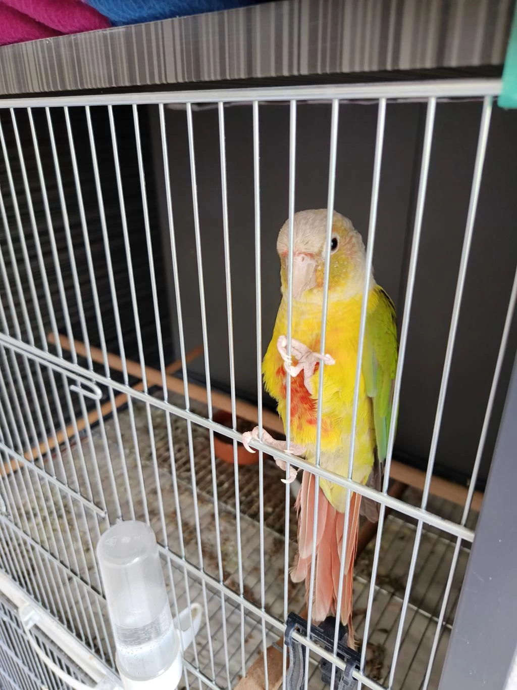 3 Yaşında Erkek Pineapple Konur Papağanı