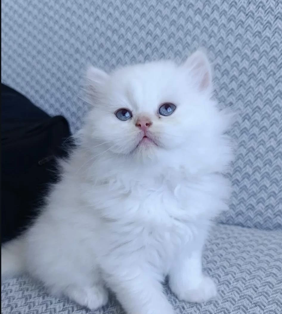 Beyaz British Longhair Yavrularim