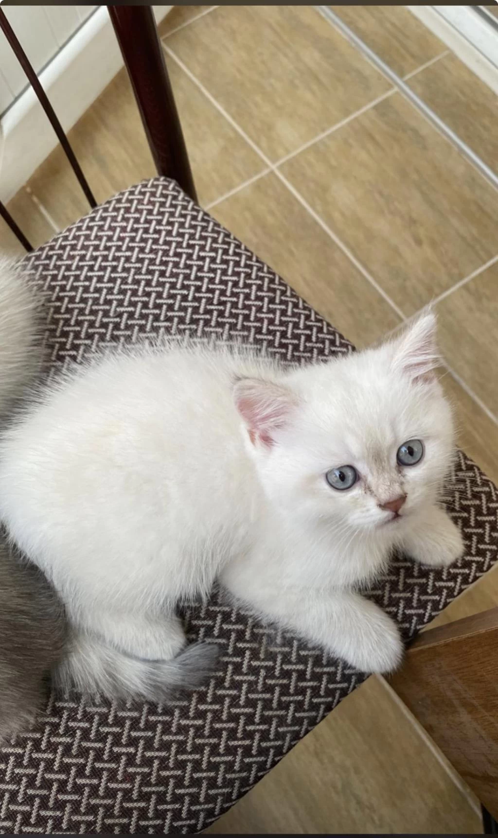 45 Günlük British Shorthair Bilgi İçin Mesaj Atınız