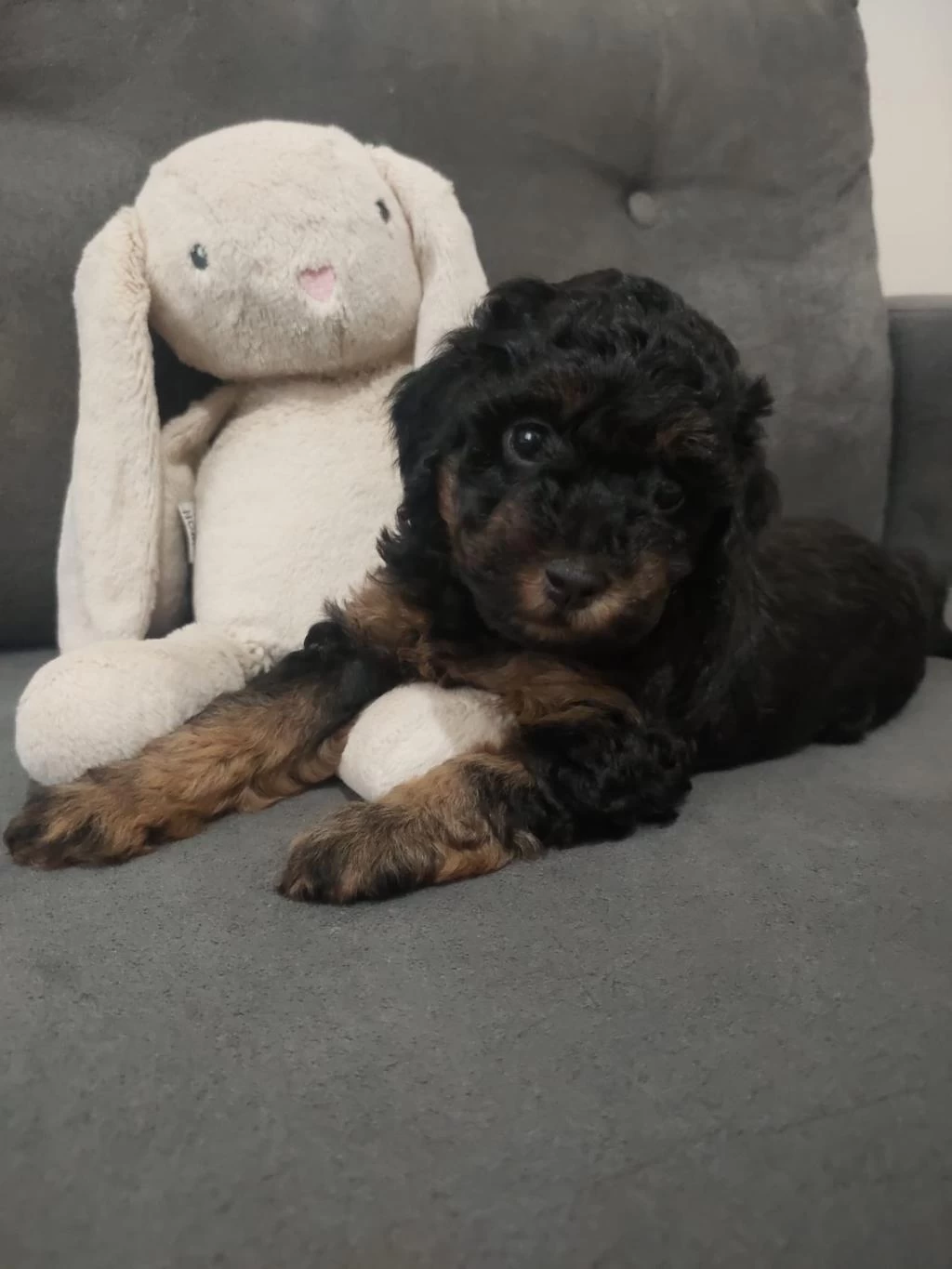 Sağlıklı Erkek Toy Poodle