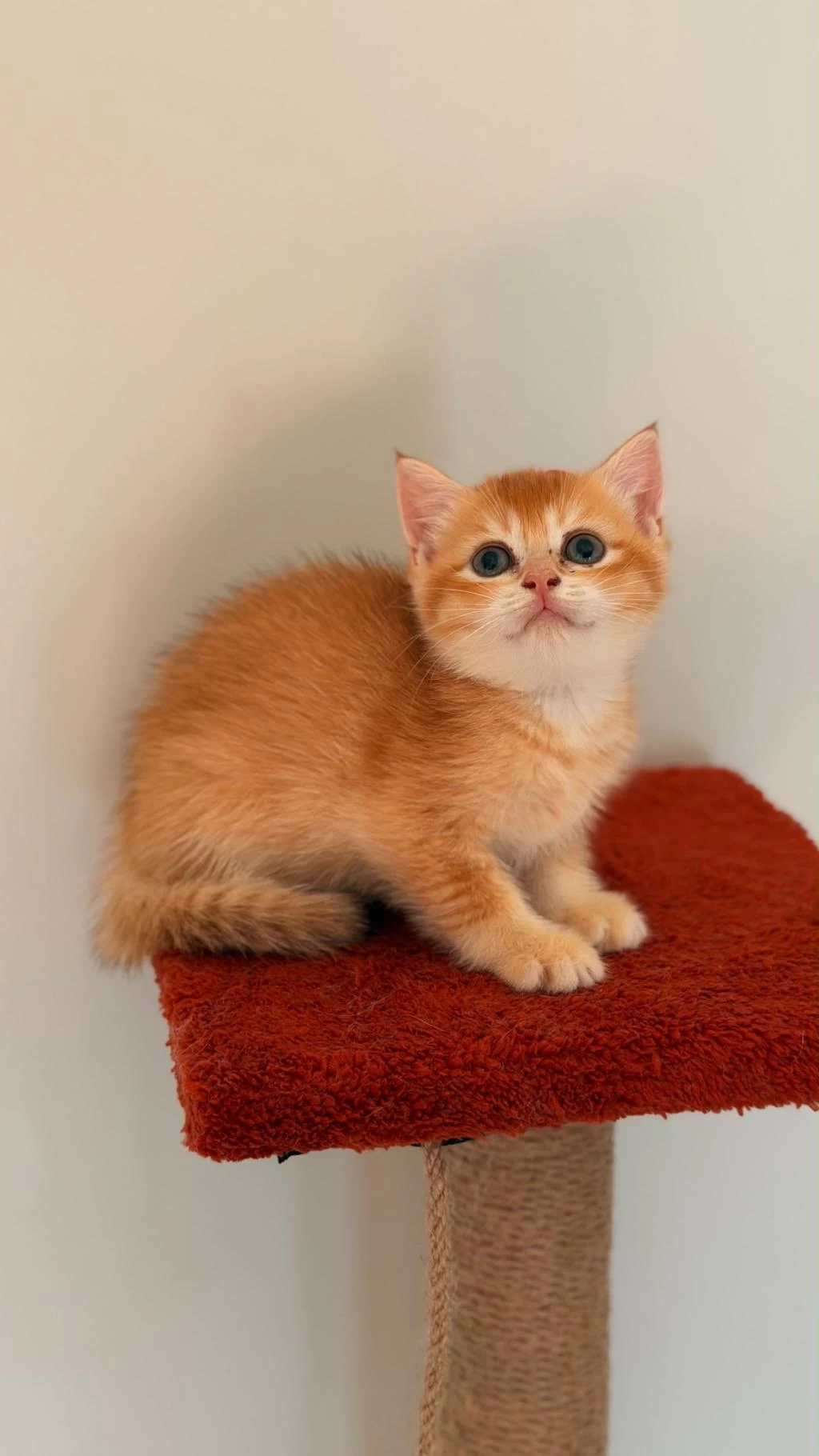 Altın Sarısı Golden British Shorthair Kızım