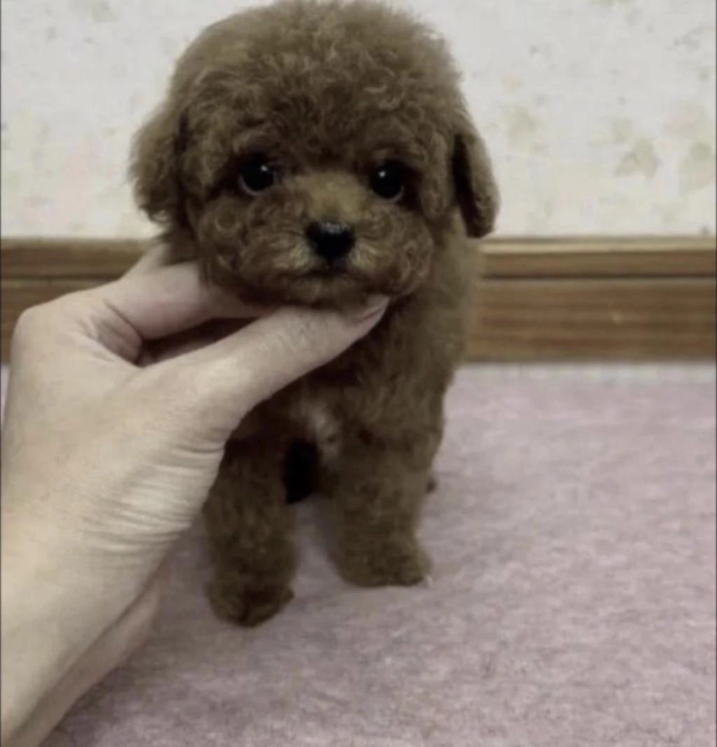 Toy Poddle Köpeğimiz
