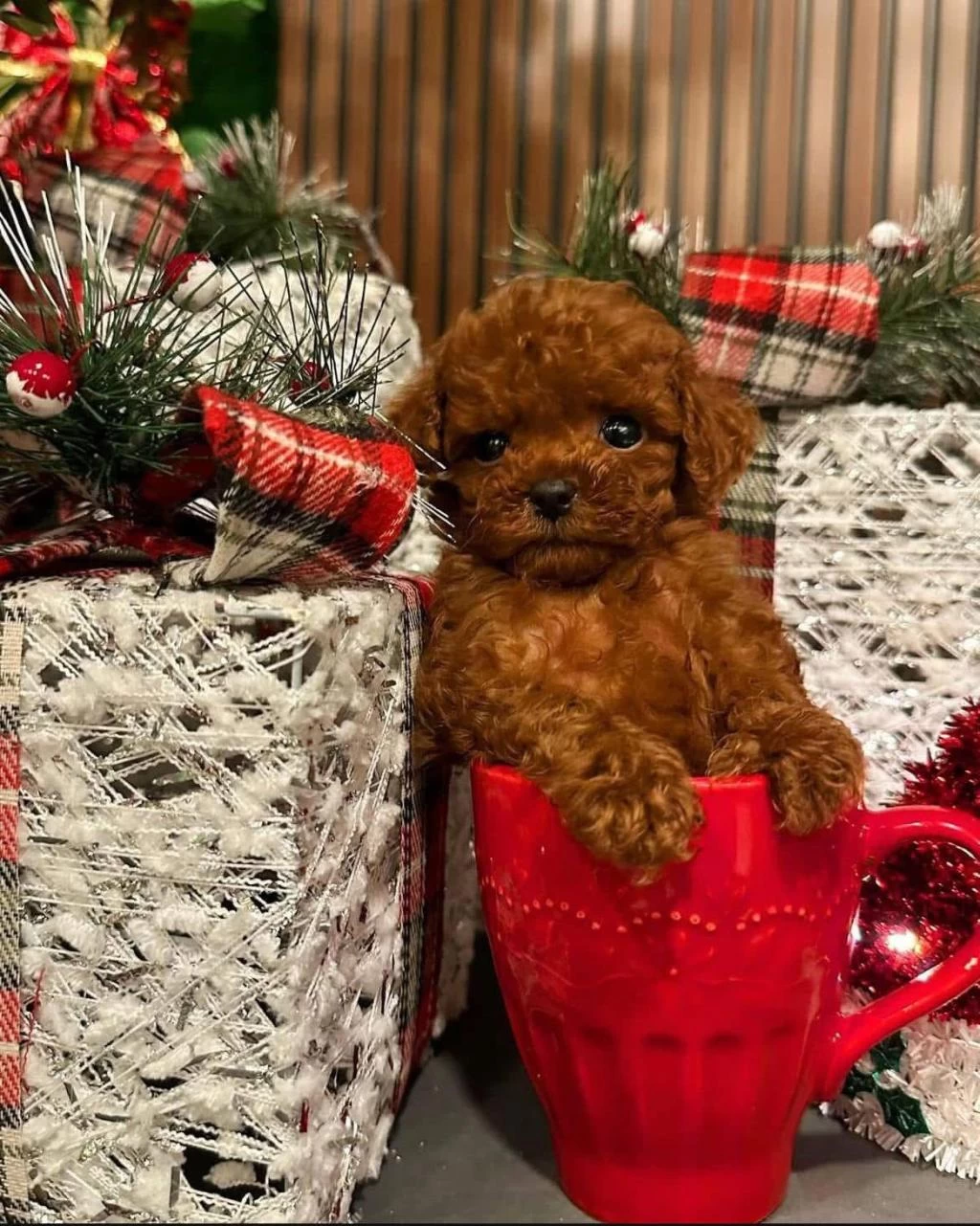 Ankara Nin En Güzel Toy Poodle Yavrulari