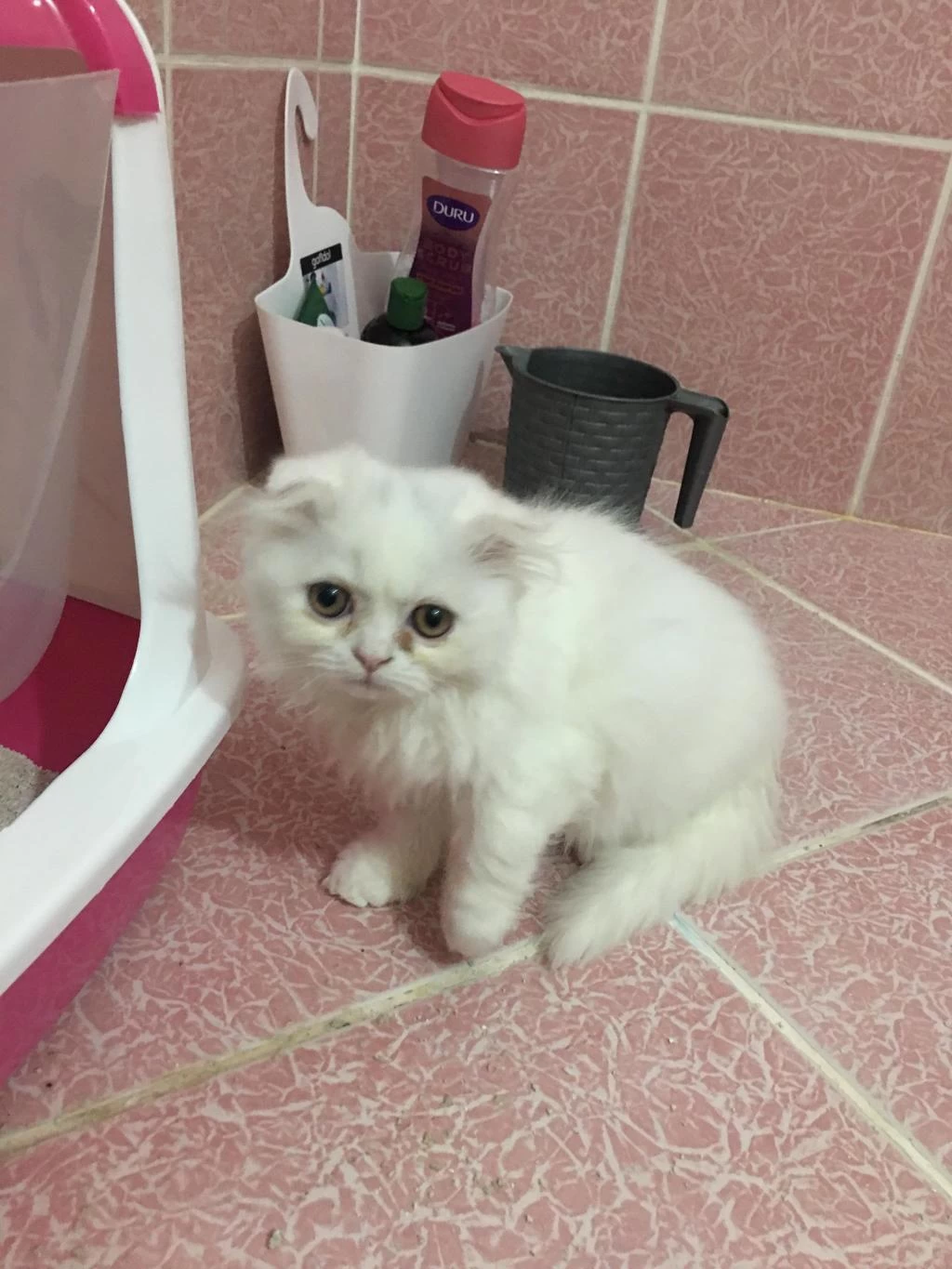 Scottish Fold 2.5 Aylık Erkek