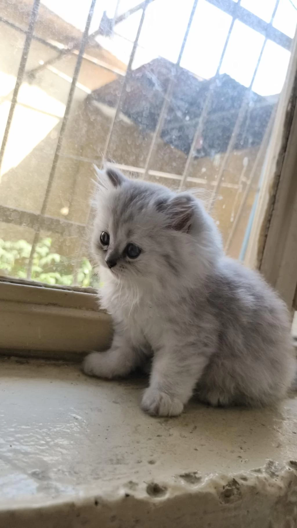 2.5 Aylık British Longhair Yavrular Yeni Yuvasını Bekliyor