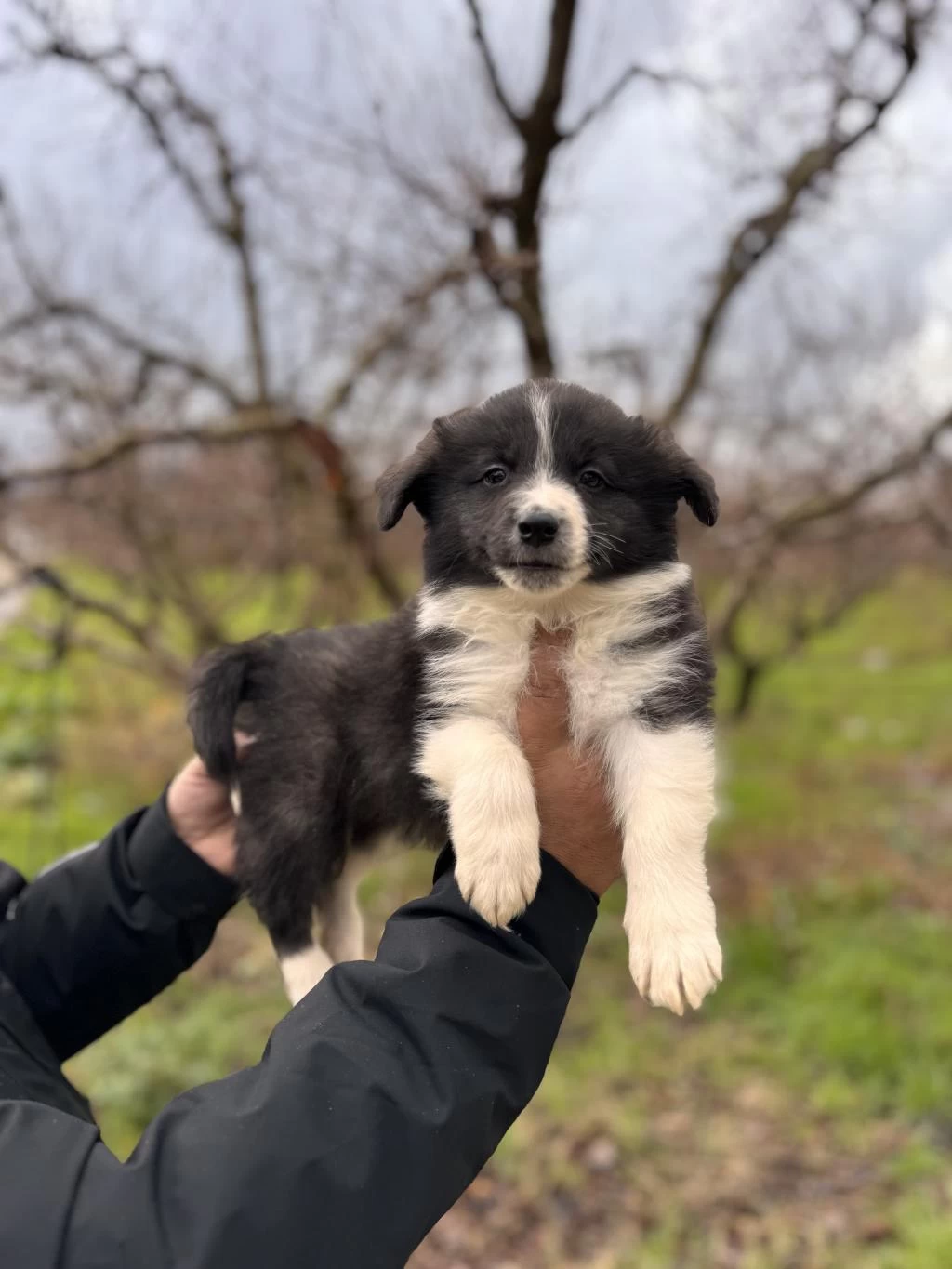 Her Eve Uygun Border Collie Bebekler