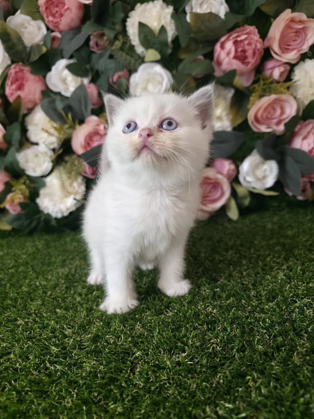 Scottish Fold Ve British Yavrularımız
