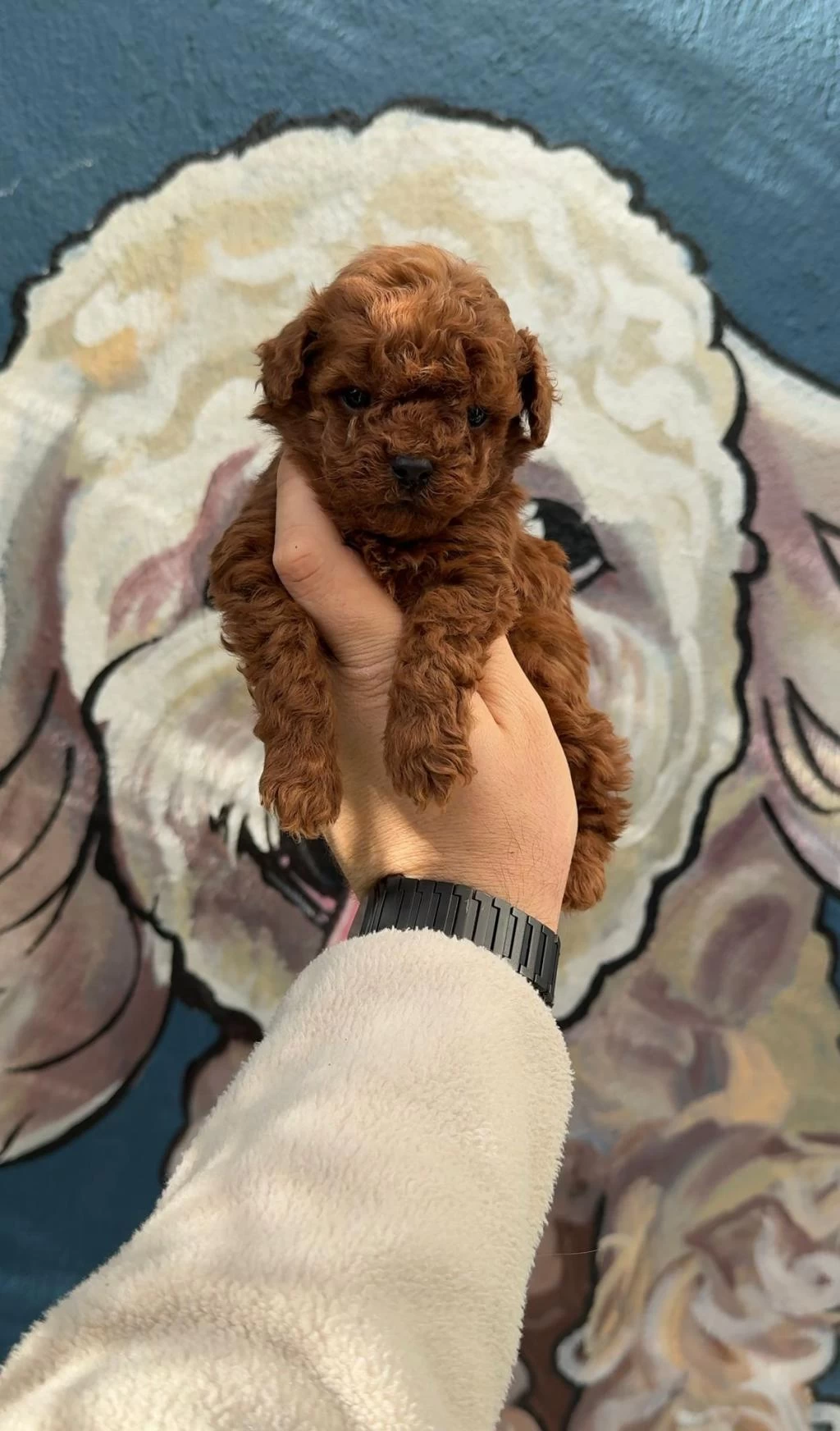 Oyuncak Boy Poodle Bebekler