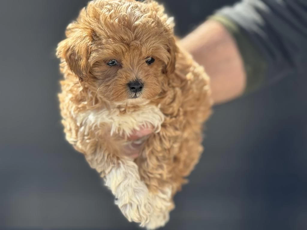 Petmode Köpek Çiftliğinden Kore Maltipoo Yavrular