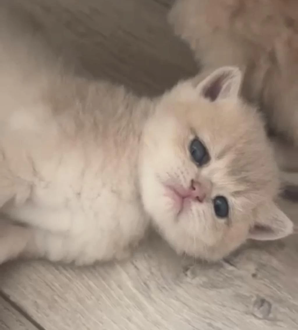 Muhteşem Kalite Safkan British Shorthair Bebekler