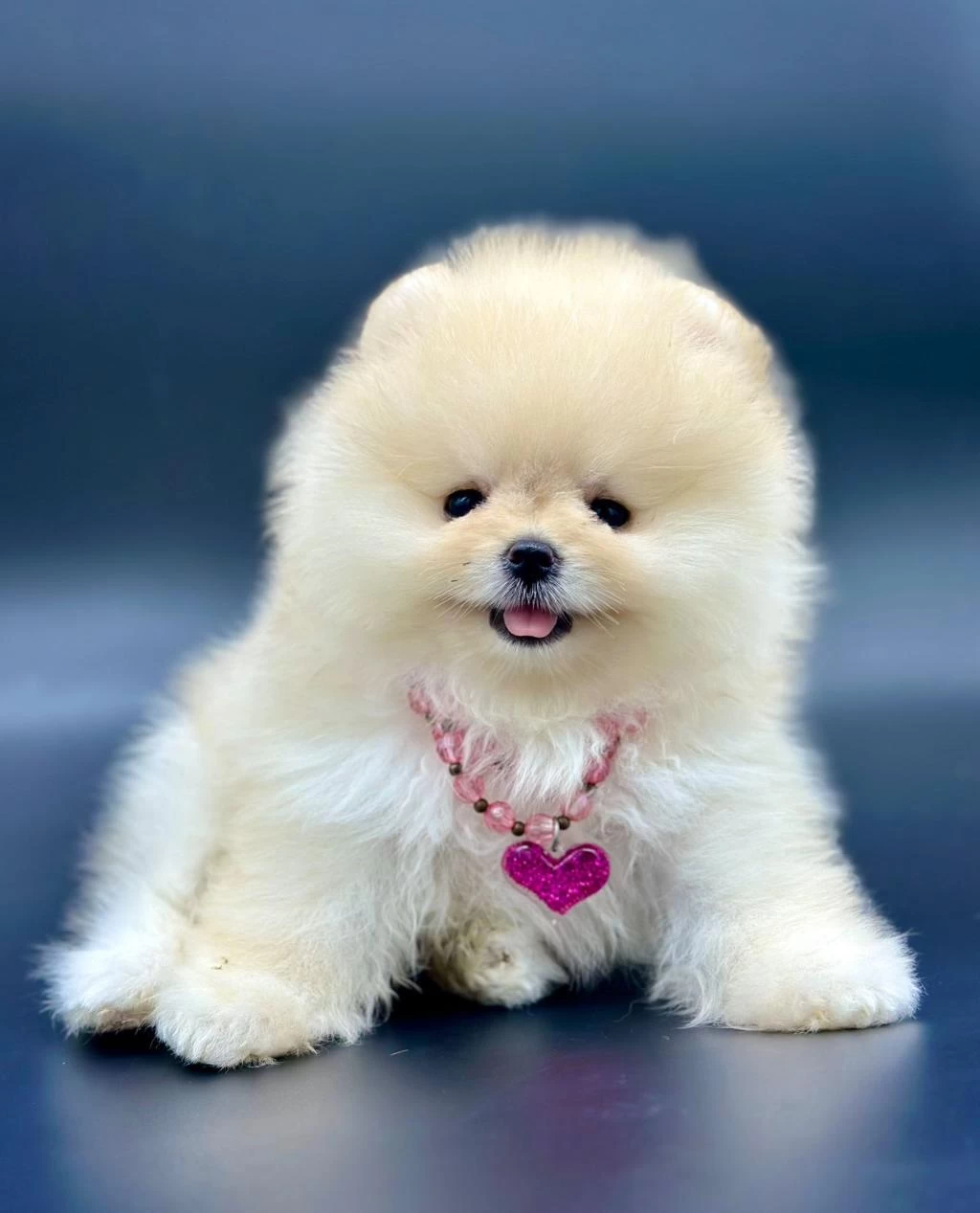 Safkan Pomeranian Boo Yavrularımız
