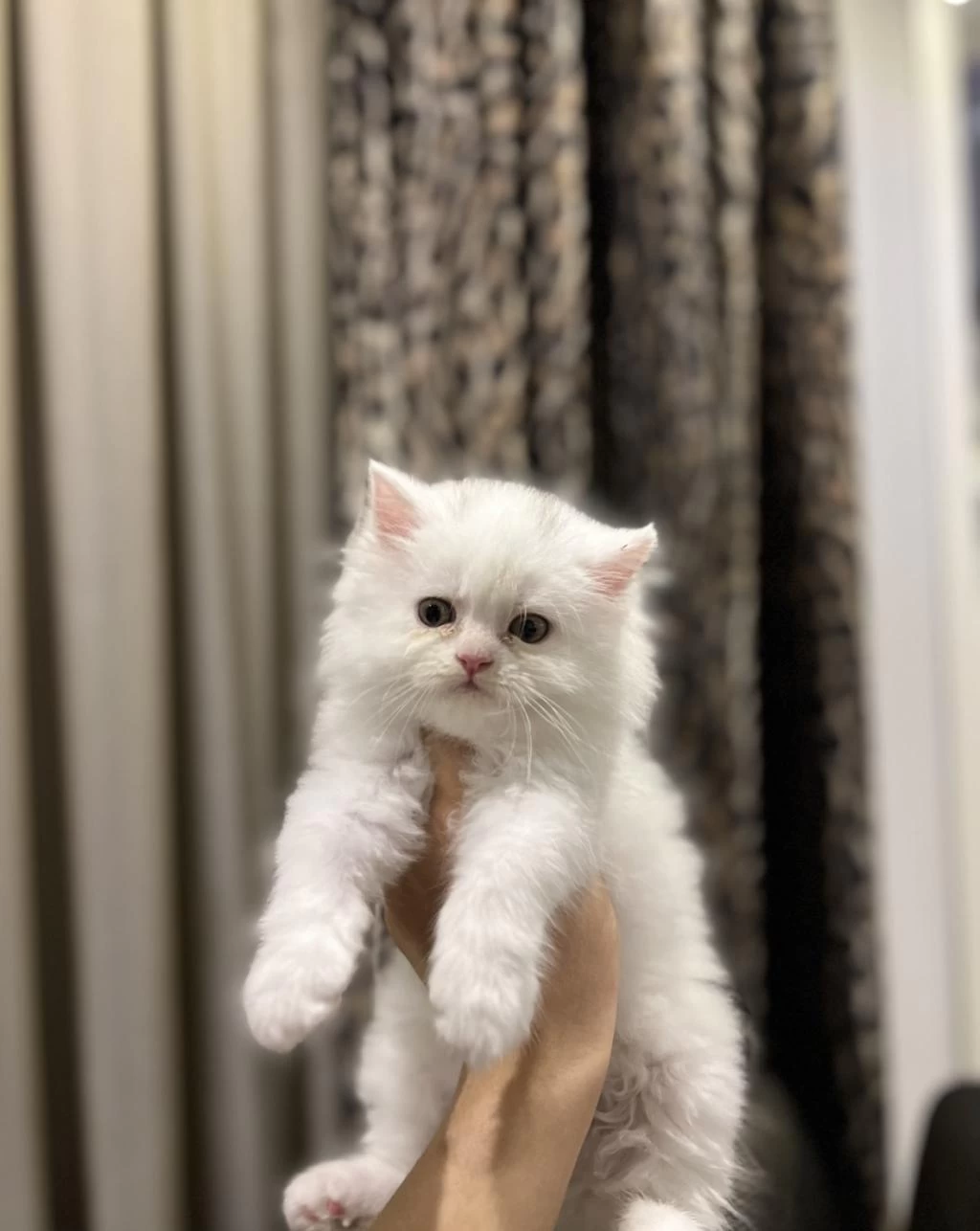 Bebek Yüz British Longhair Yavrularim