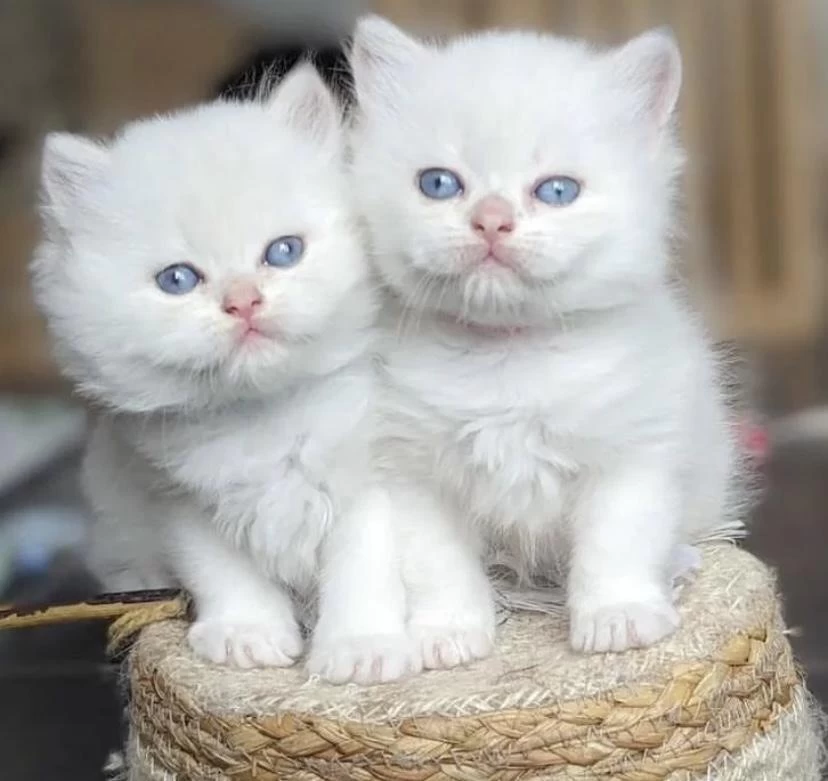 British Longhair Bebek Yüz Yavrular