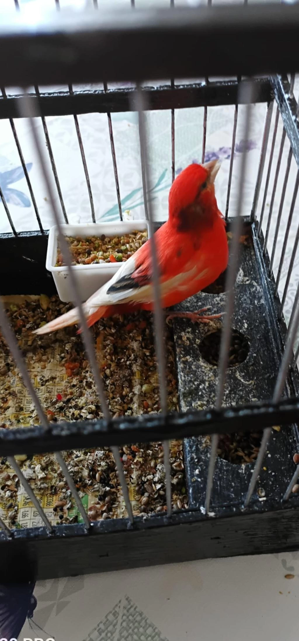 Erkek Bangir Bangir Oter Durumda Harleguin Kanarya
