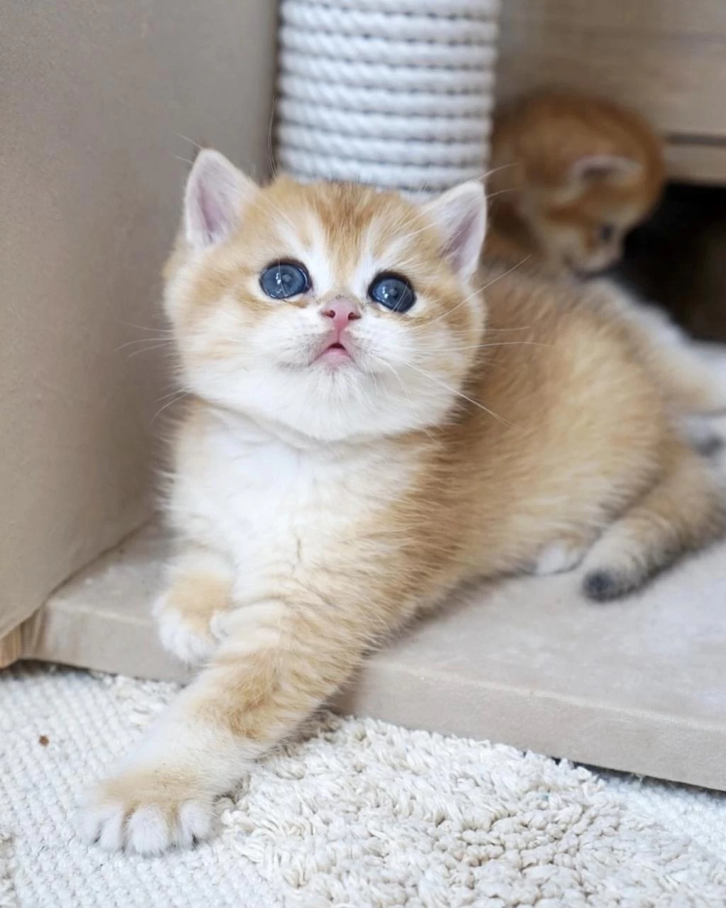 Peluş British Shorthair Oyuncaklar