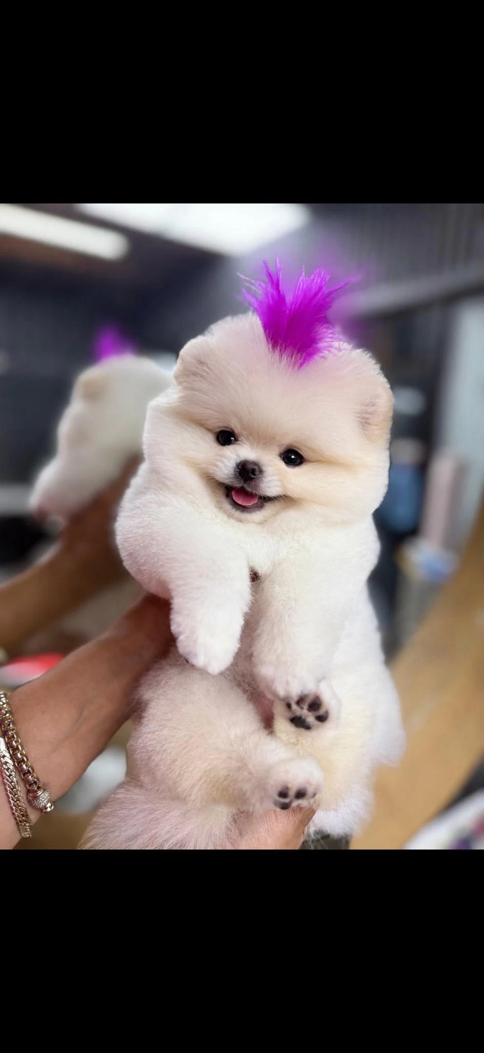 Orjinal Pomeranian Boo Ayı Surat