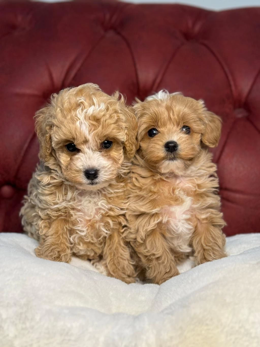Wc Eğitimli Aşılı Pasaportlu Maltipoo Yavrularımız