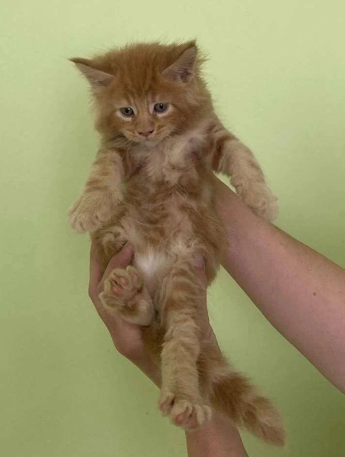 Maine Coon Erkek Kırmızı