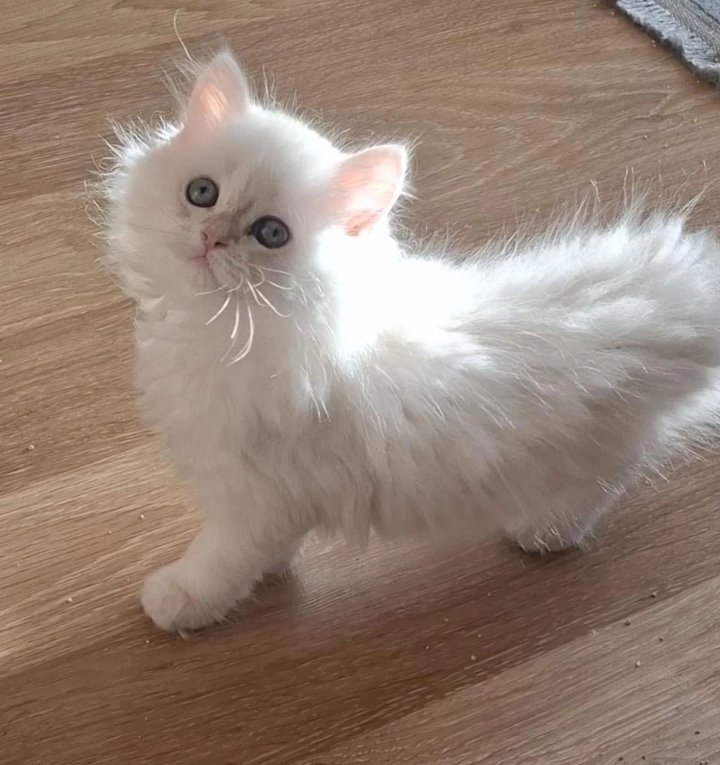 Longhair Ve Shorthair Dişi-erkek Yavru Kedilerimiz