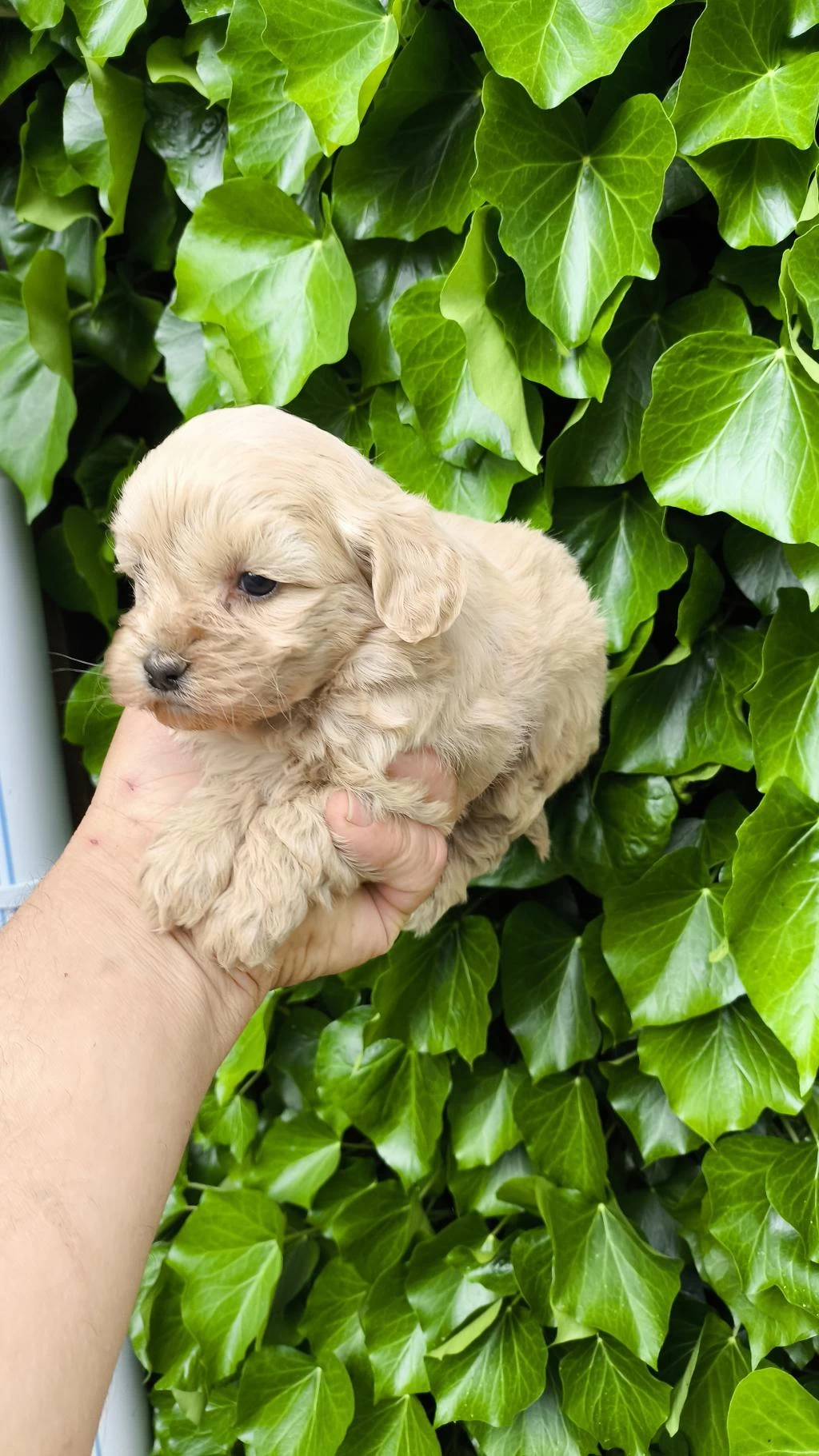 Maltipoo Cinsi Yavrular
