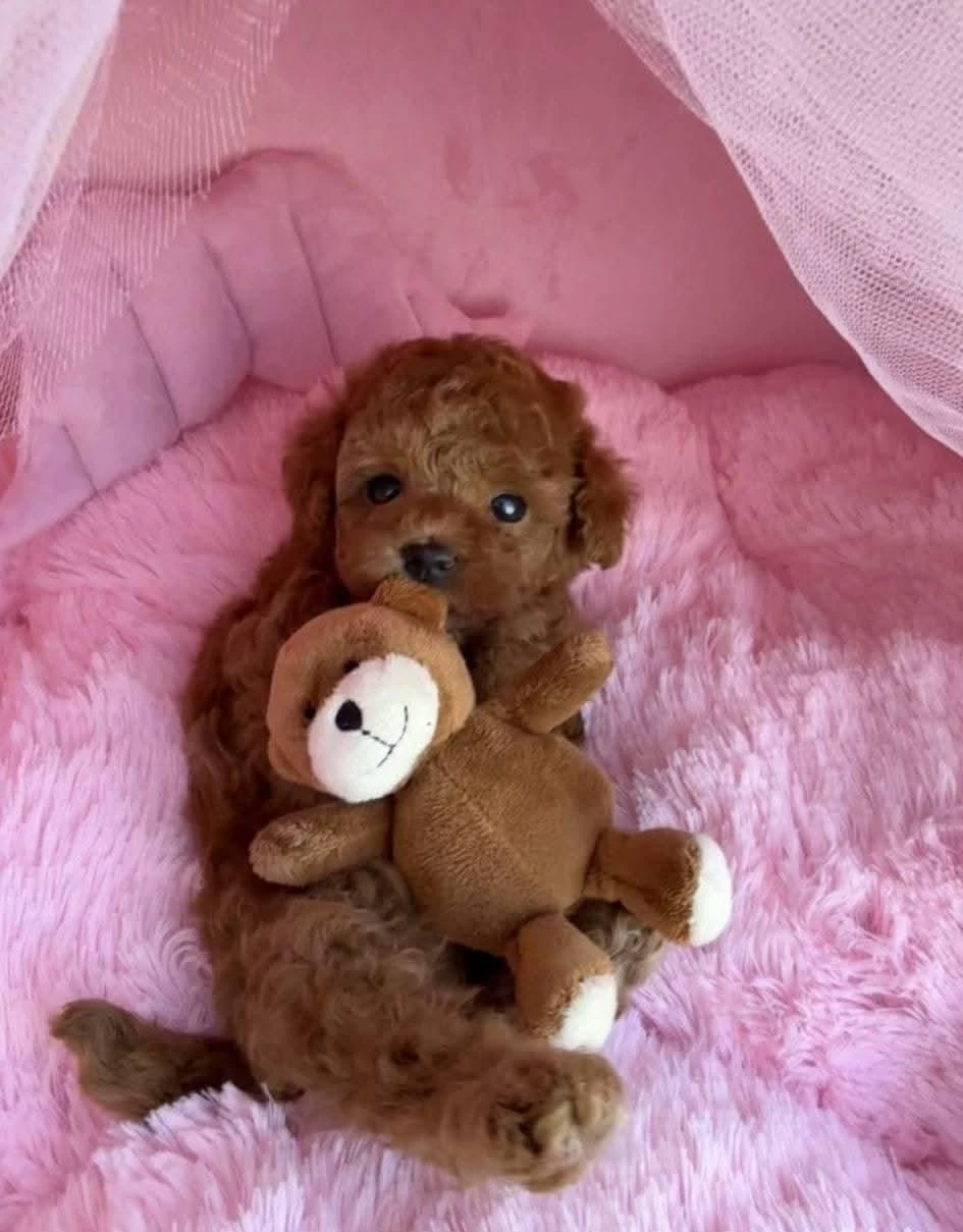 Ruhsatli Köpek Ciftliginden Toy Poodle Yavrularımız
