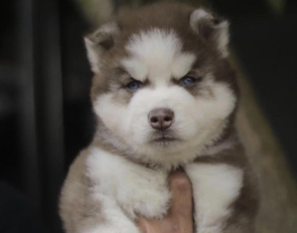Harika Husky Aa Kalite