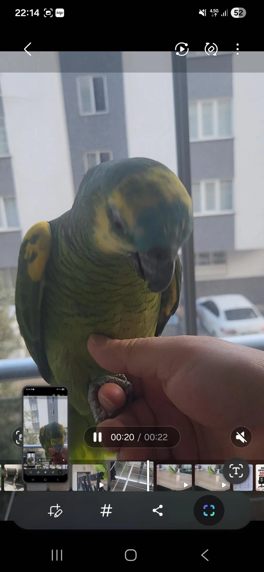 Evcil Ele Gelir Biraz Ürkek 15 Aylik Blue Amazon