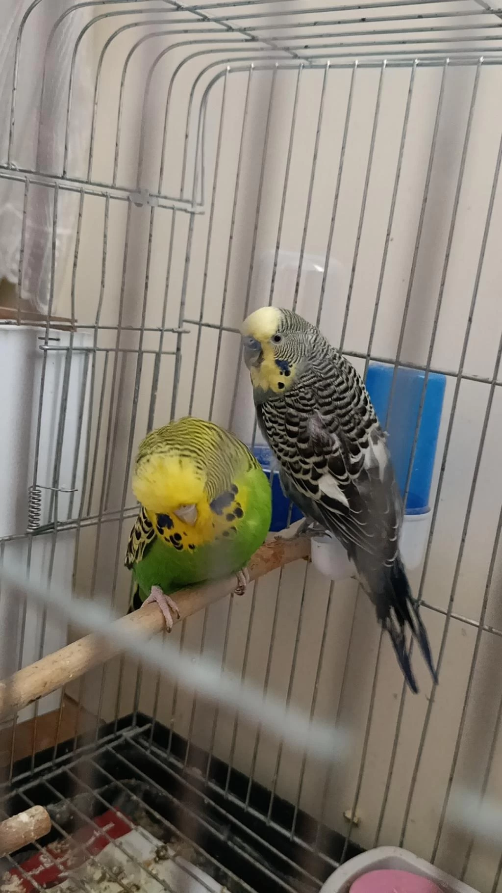 Sağlıklı Muhabbet Kuşu Jumbo