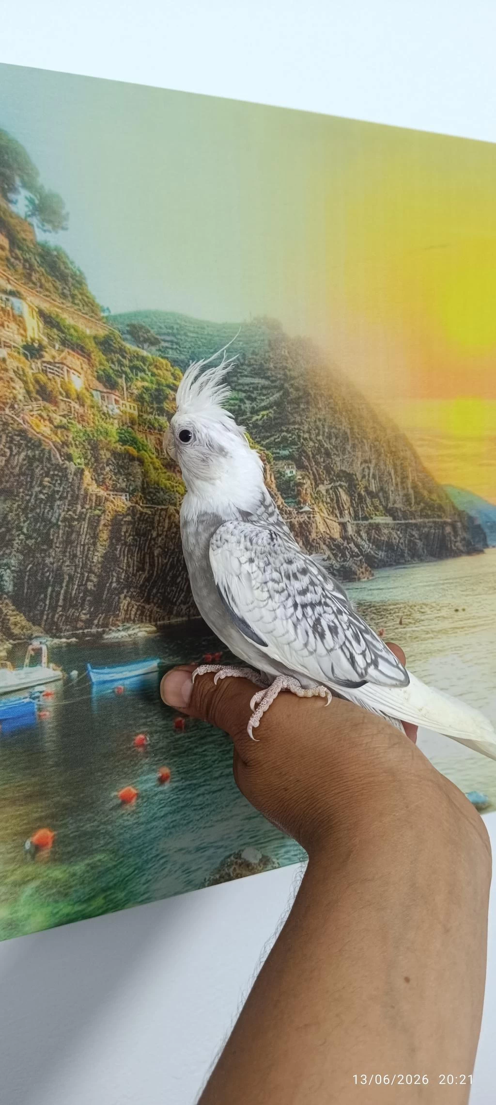 65 Günlük Ev Üretimi Wf Perl Ele Alışkın Sultan Papağanı