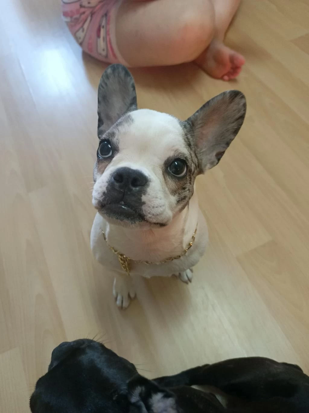 Mükemmel French Bulldog Yavrular