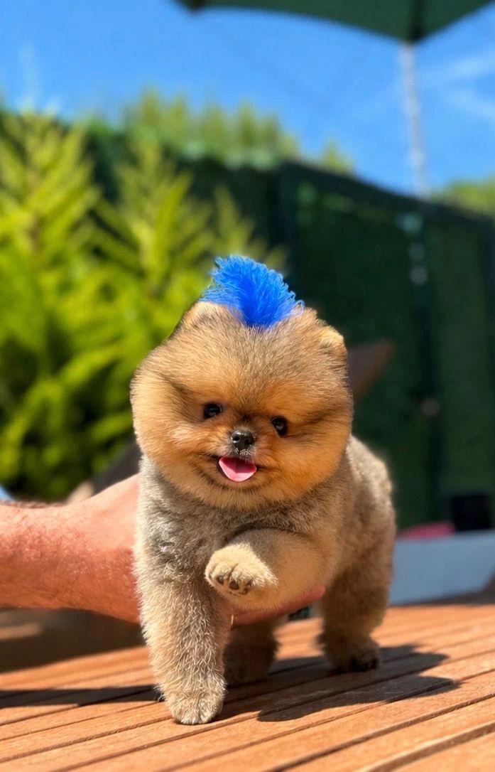 Orjinal Pomeranian Boo