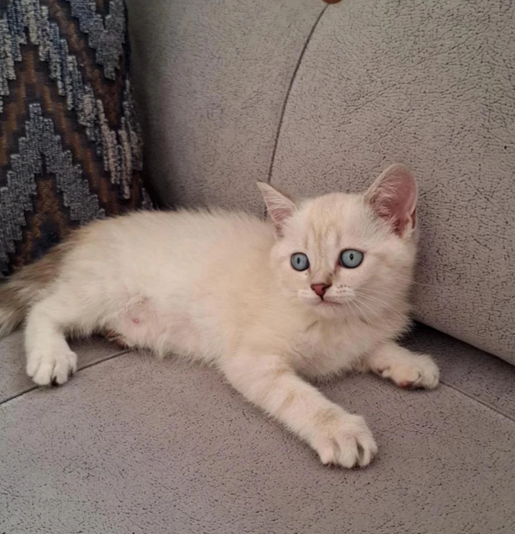 British Shorthair Scottish Bebişlerim