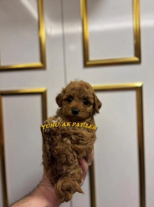Toy Poodle Dişi Ve Erkek