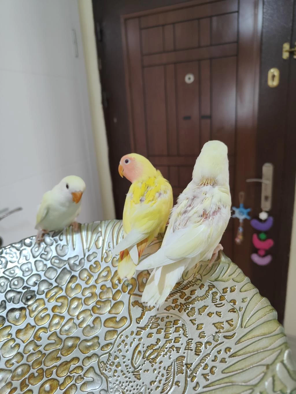 Kırmızı Göz Yavru Sevda Papağanları