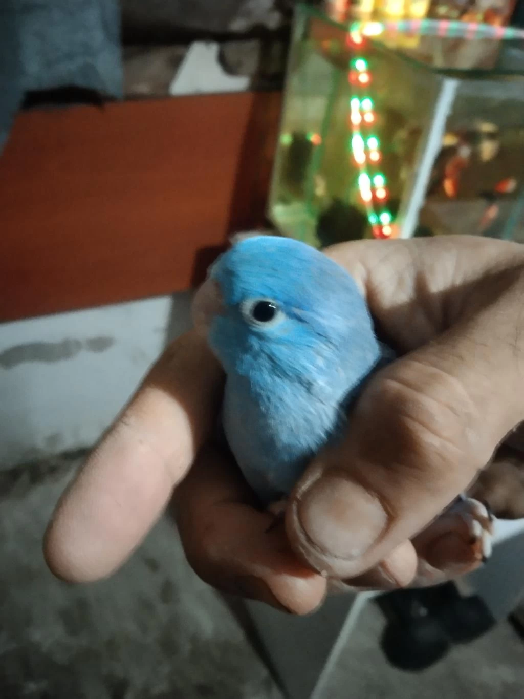 Forpus Papağanı Vardır