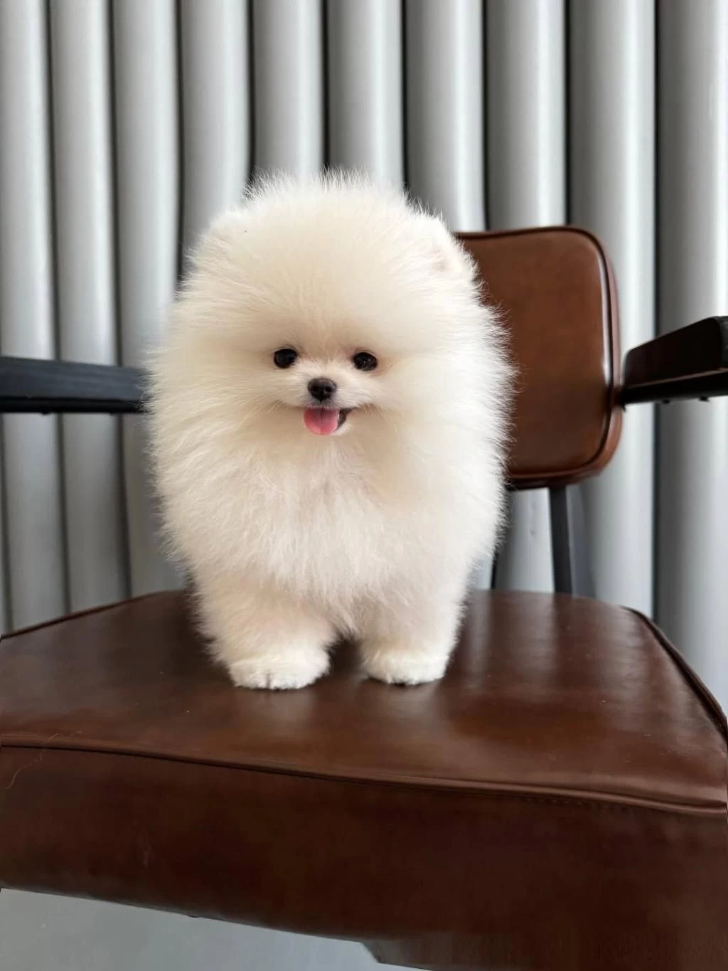 Orjinal Pomeranian Boo