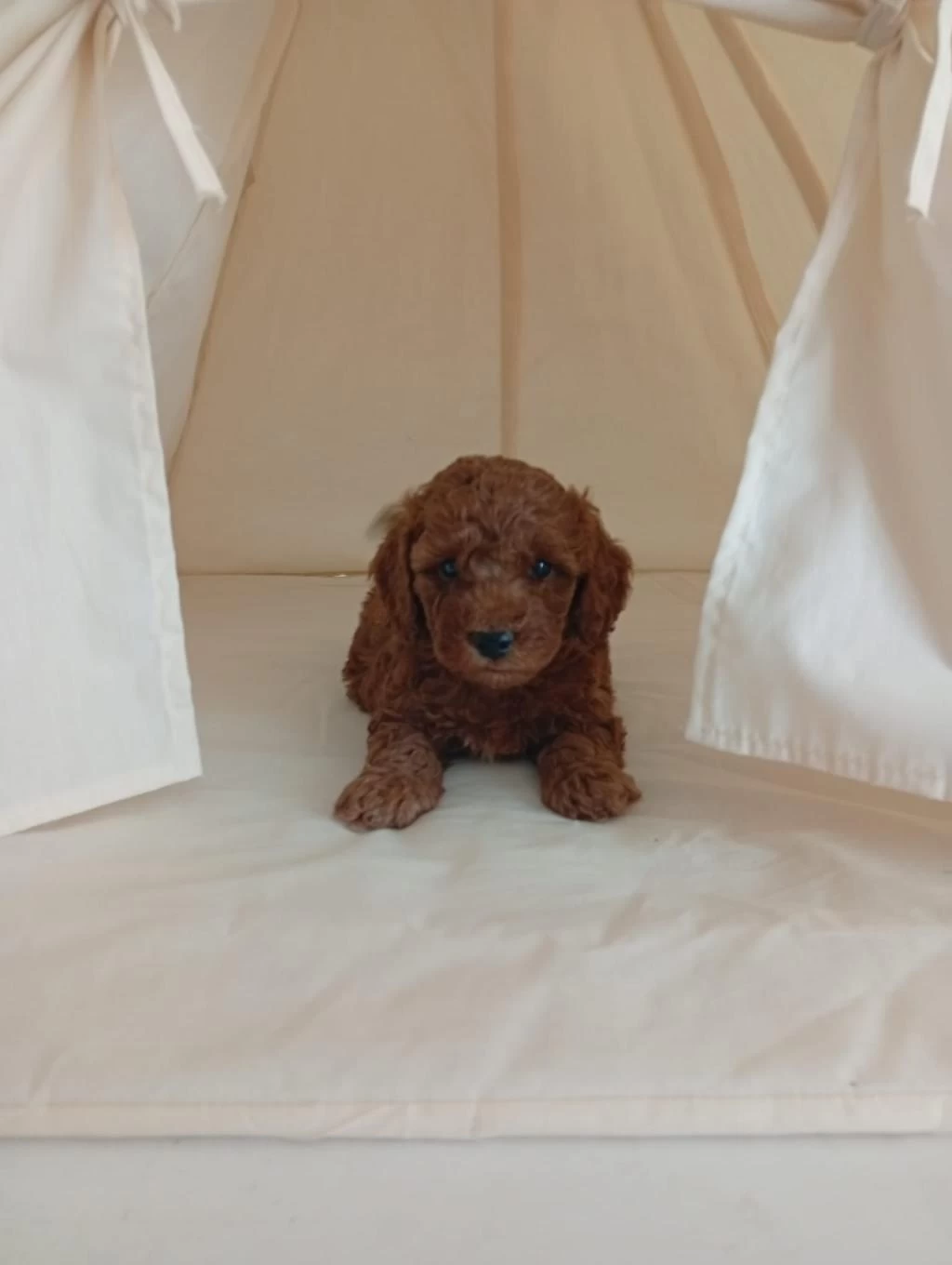 Harika Tatli Poodle Çocuklar