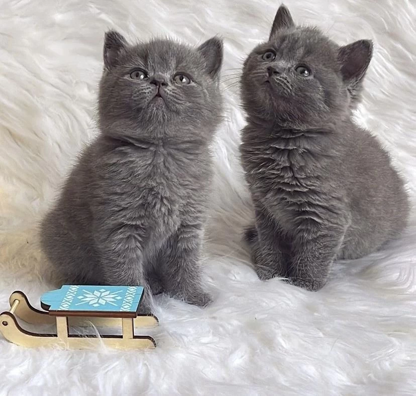 Birbirinden Güzel British Shorthair Yavrularim