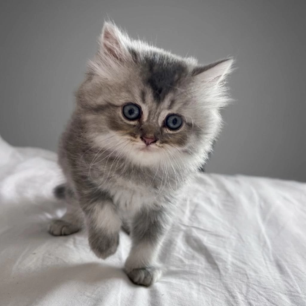 British Longhair Yavru Kediler
