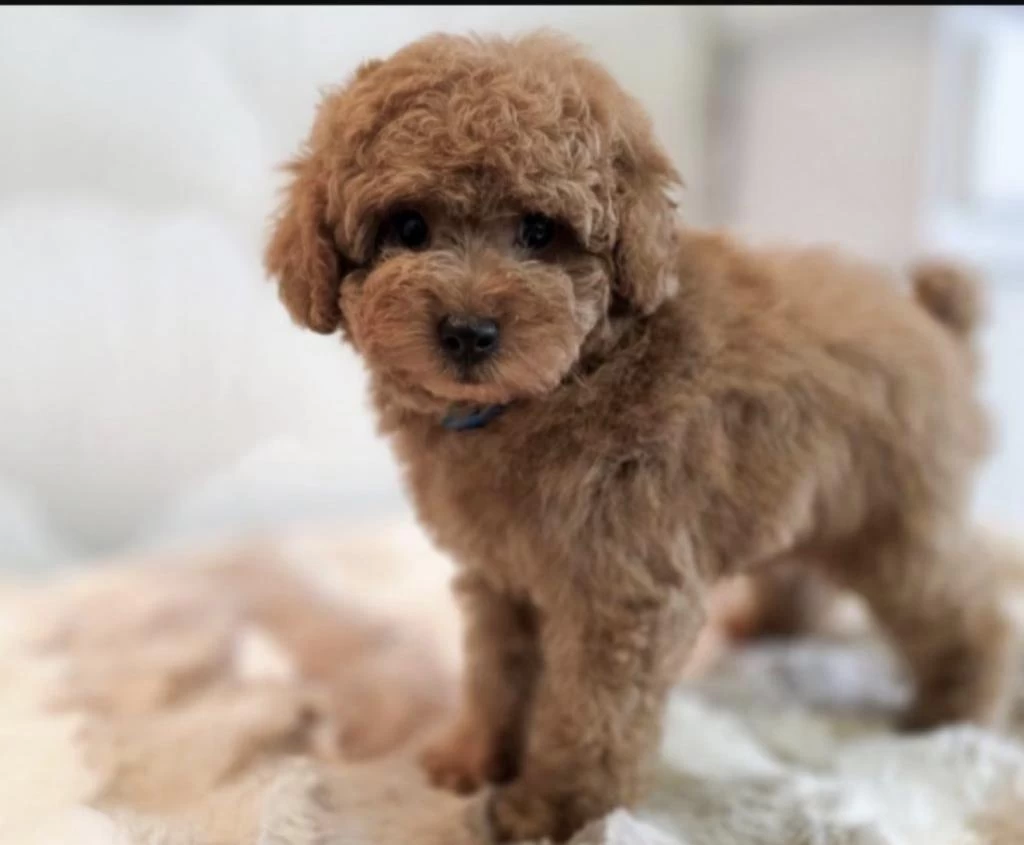 Harika Toy Poodle Köpeği