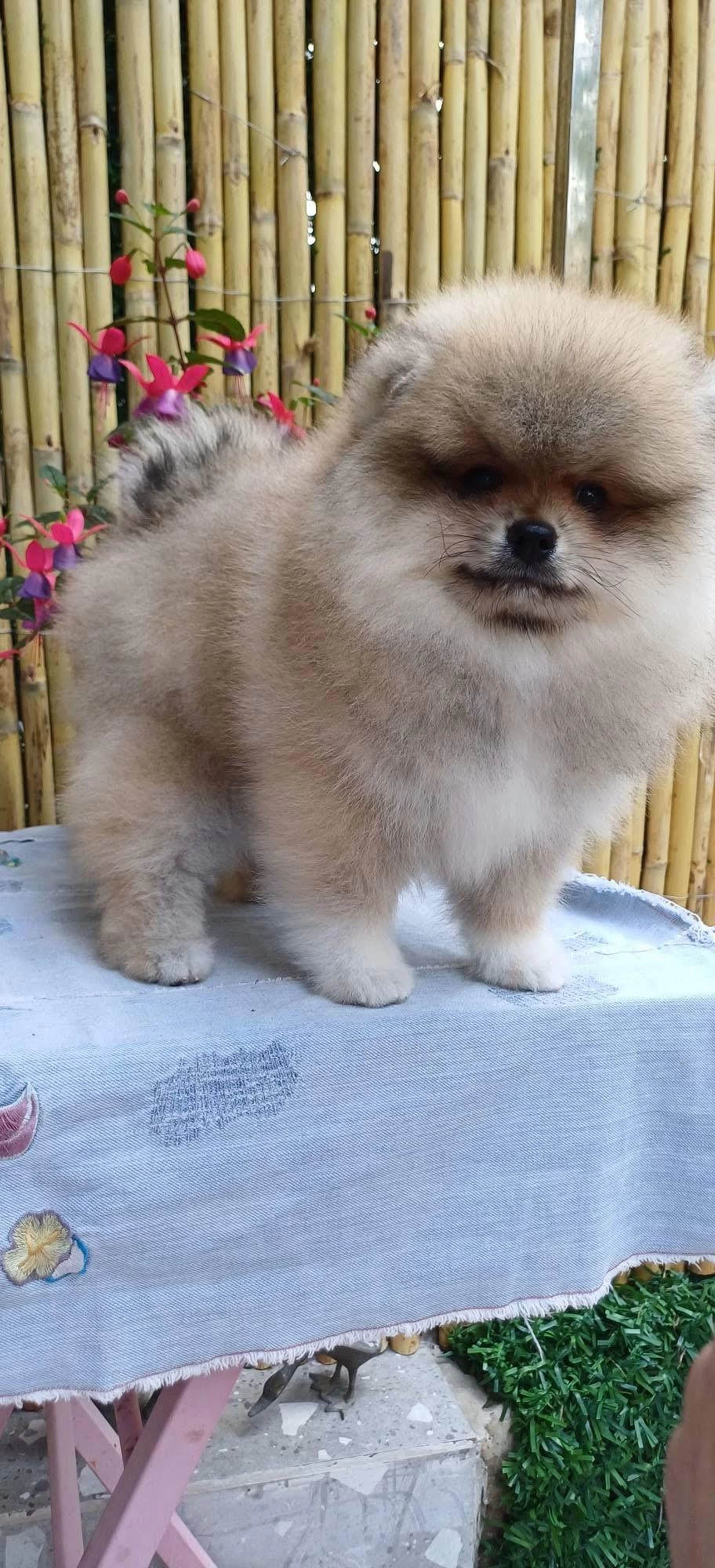 Pomeranian Boo Tea Cup Erkek
